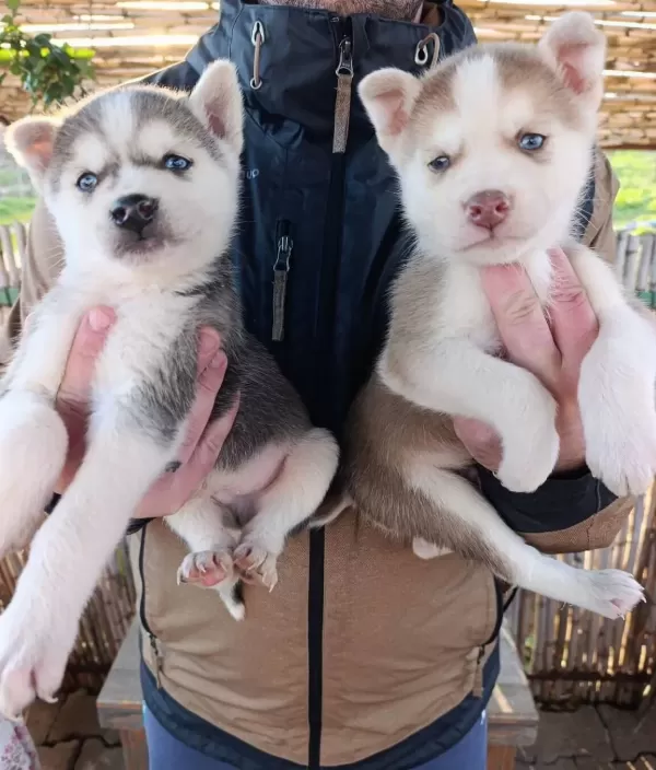 Irk Ve Sağlık Garantili Müthiş Husky Bebeklet