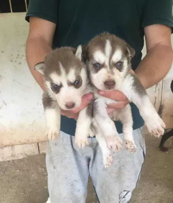 Ruhsatli Üreti̇m Çi̇ftli̇ği̇nden Husky Yavrular