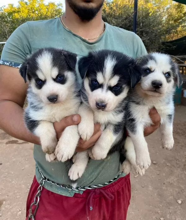 Ruhsatli Üreti̇m Çi̇ftli̇ği̇nden Husky Yavrular