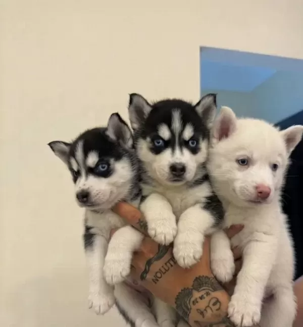Safkan Husky Yavrulari