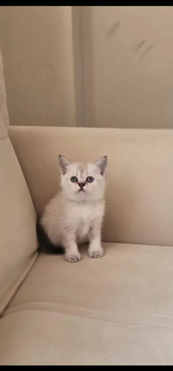 Blue Point Erkek Ve Dişi British Shorthair