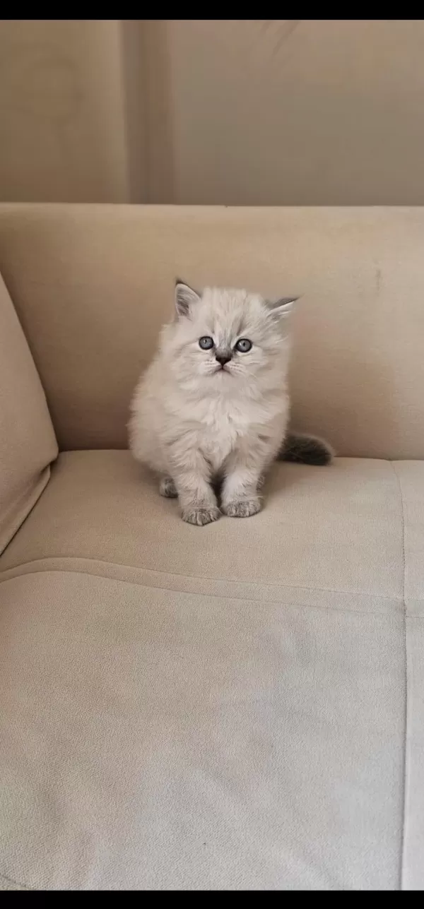 Blue Point Erkek Ve Dişi British Shorthair