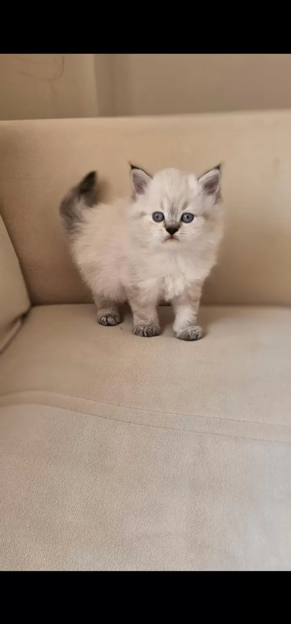 Blue Point Erkek Ve Dişi British Shorthair