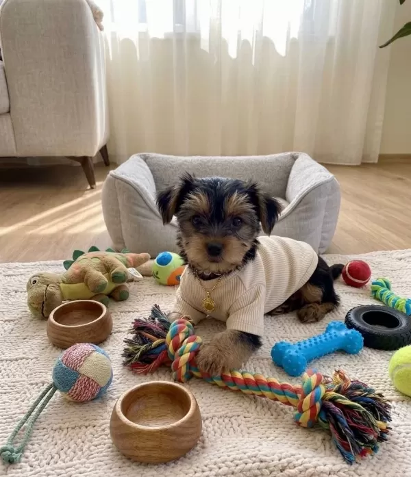 Hiç Tüy Dökmeyen Alerji Yapmayan İrk Köpeğimiz
