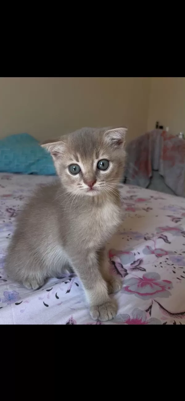 Dişi Ve Erkek Scottish Fold Yavrumuz