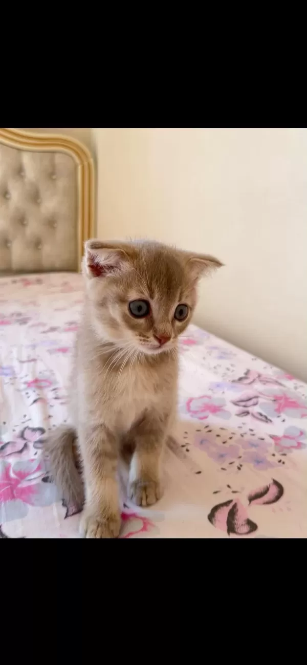 Dişi Ve Erkek Scottish Fold Yavrumuz