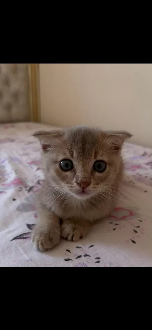 Dişi Ve Erkek Scottish Fold Yavrumuz