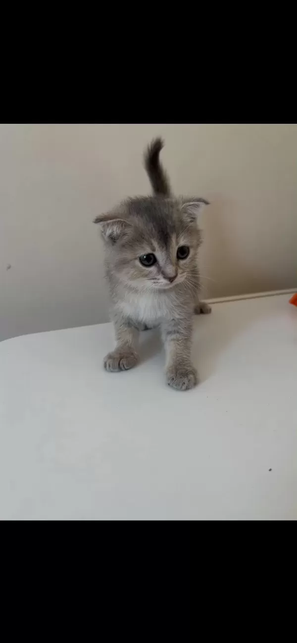 Dişi Ve Erkek Scottish Fold Yavrumuz