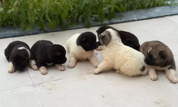 Safkan Garanti Li Ameri Kan Aki Ta Yavrulari