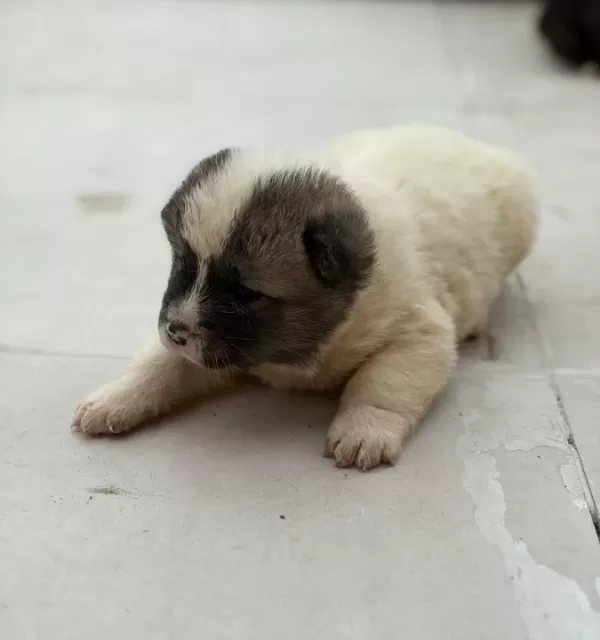 Safkan Garanti Li Ameri Kan Aki Ta Yavrulari