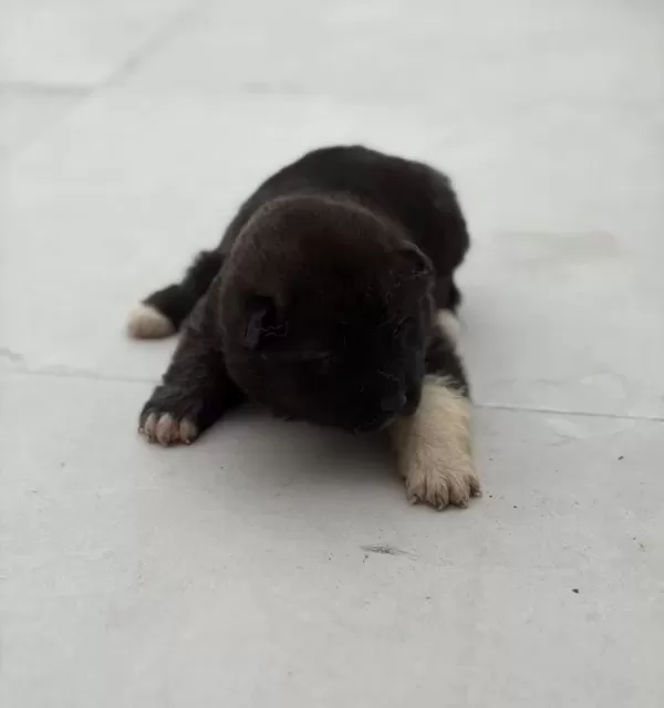 Safkan Garanti Li Ameri Kan Aki Ta Yavrulari