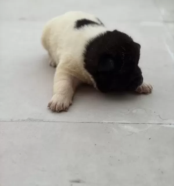 Safkan Garanti Li Ameri Kan Aki Ta Yavrulari
