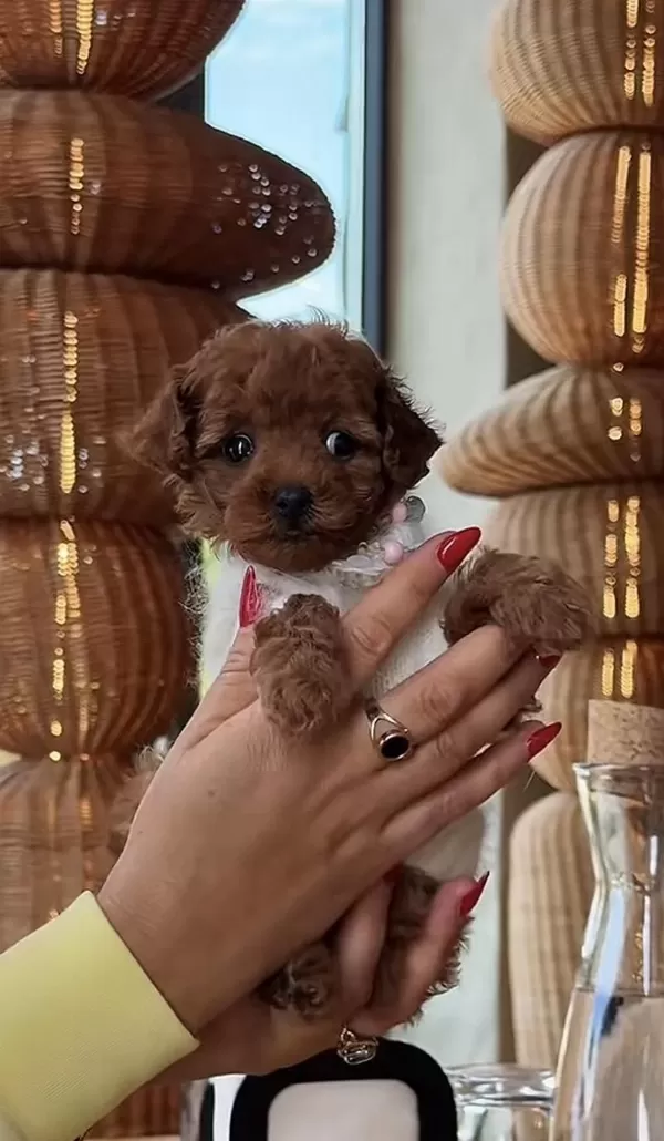 Toy Poodle Köpeğimiz