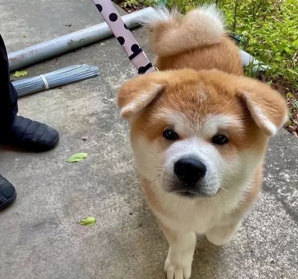 Resmi Ruhsatli I Şletmeden Japon Aki Ta Bebekler