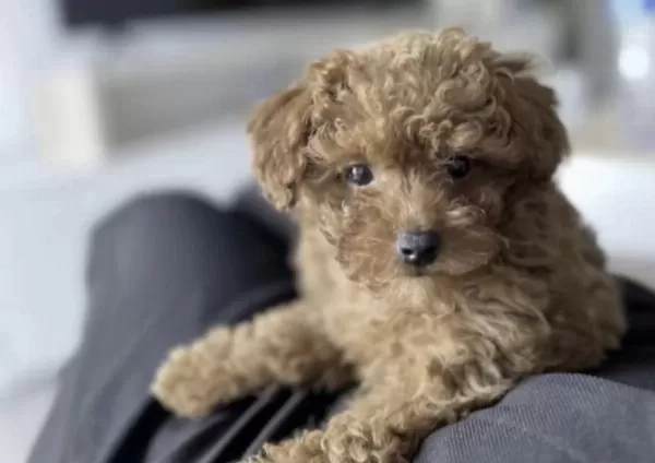 Toy Poodle Cins Yavru