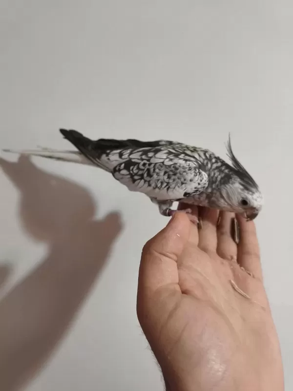 Acil Konuşan Sultan Papağanı