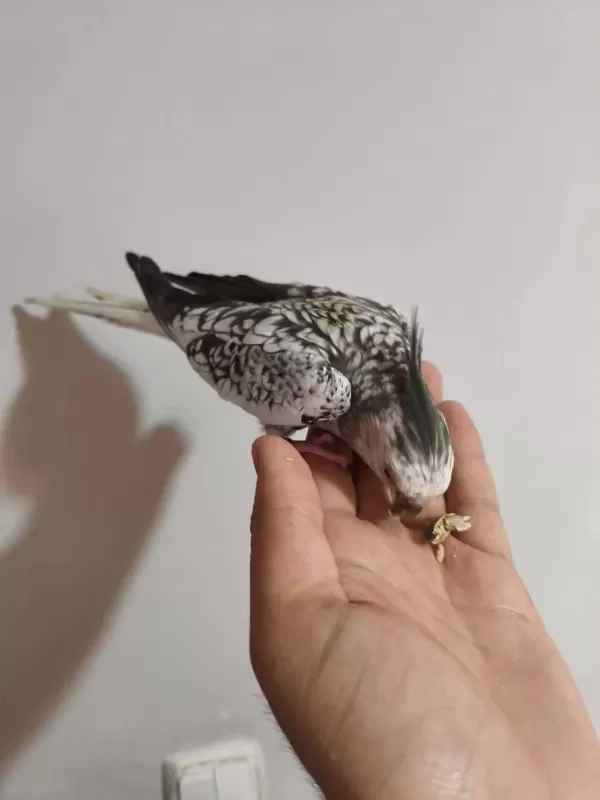 Acil Konuşan Sultan Papağanı