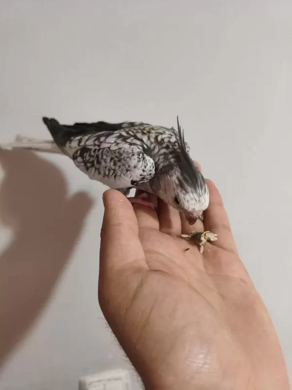 Acil Konuşan Sultan Papağanı