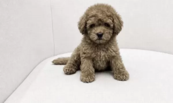 Toy Poodle Köpeğimiz