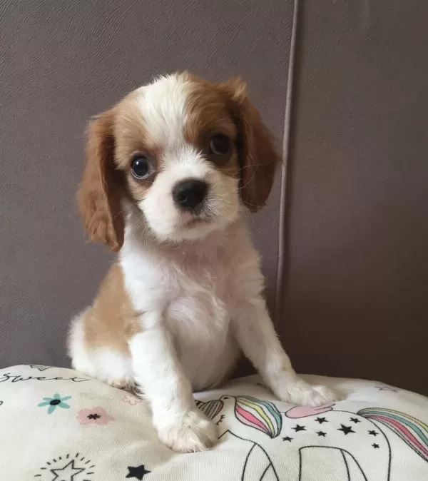Üst Düzey Cavalier King Charles Bebekler