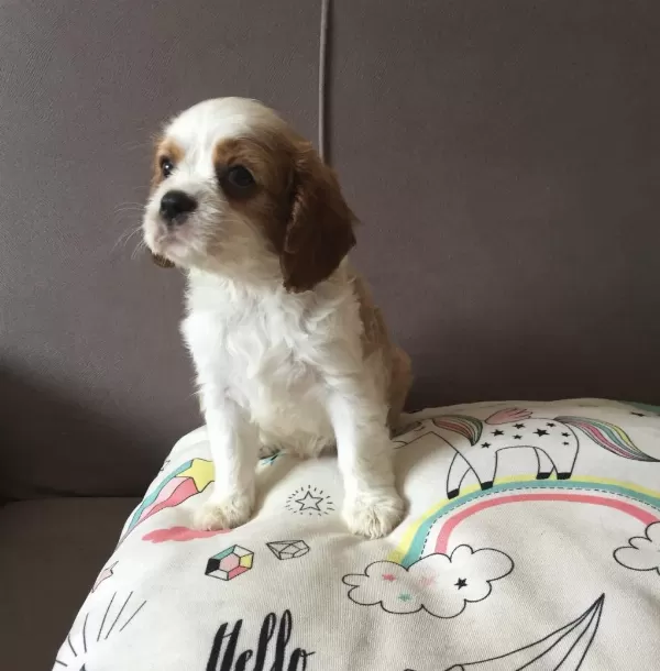 Üst Düzey Cavalier King Charles Bebekler
