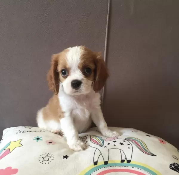 Üst Düzey Cavalier King Charles Bebekler
