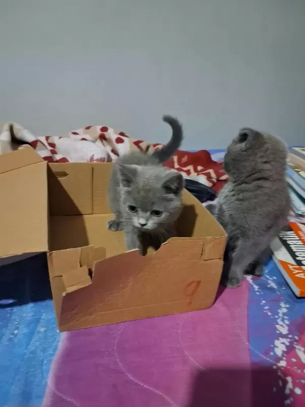 55 Günlük Yavru Kedilerim Yeni Ailesini Ariyo