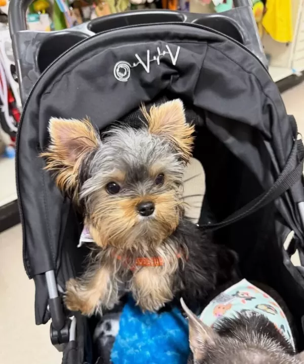 Havlama Huyu Asla Yok Çok Uslu Köpeğimiz