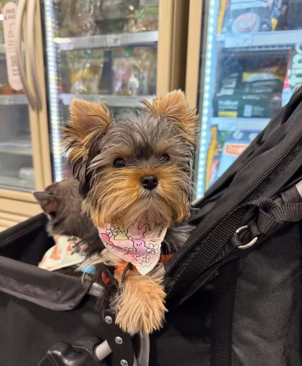 Havlama Huyu Asla Yok Çok Uslu Köpeğimiz