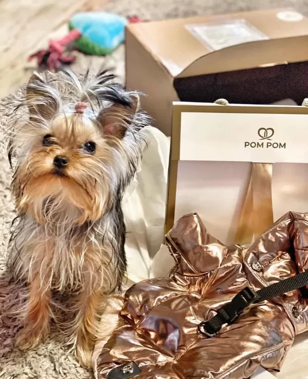 Eğitimli Asla Büyümeyecek En Küçük Köpeğimiz