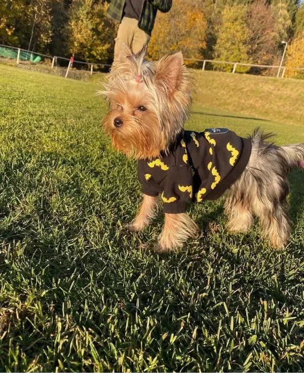 Eğitimli Asla Büyümeyecek En Küçük Köpeğimiz