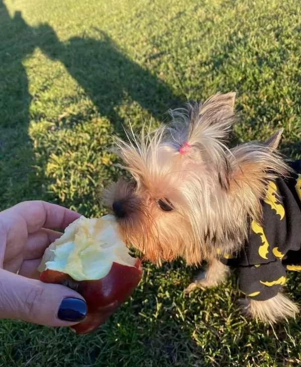 Eğitimli Asla Büyümeyecek En Küçük Köpeğimiz