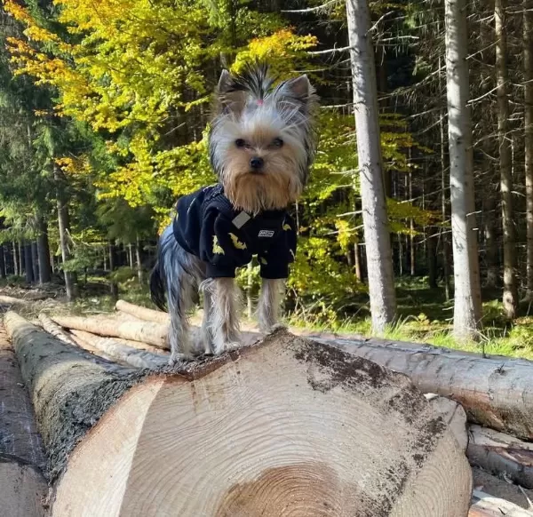 Eğitimli Asla Büyümeyecek En Küçük Köpeğimiz