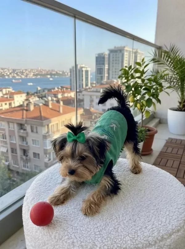 Yorkshire Terrier Full Eğitimli