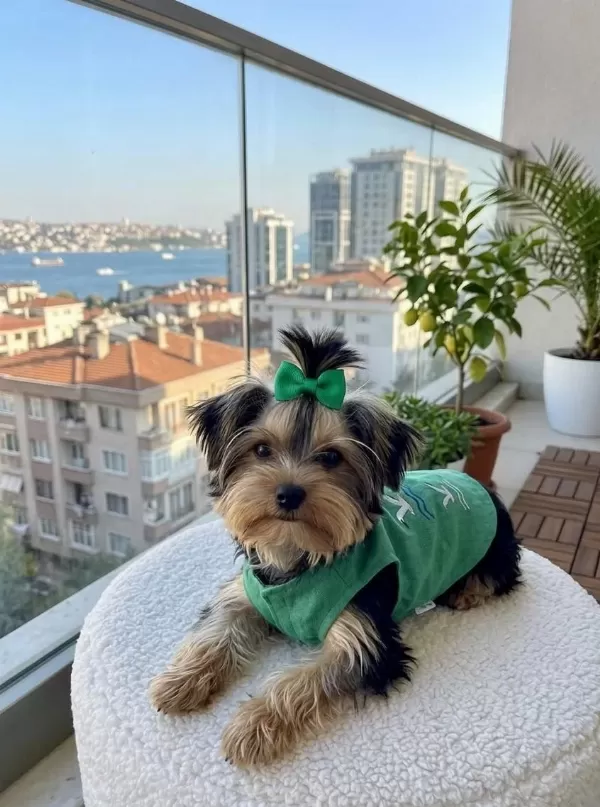 Yorkshire Terrier Full Eğitimli
