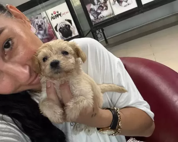 Maltipoo Yavrularım Sağlık Ve Garantilidir