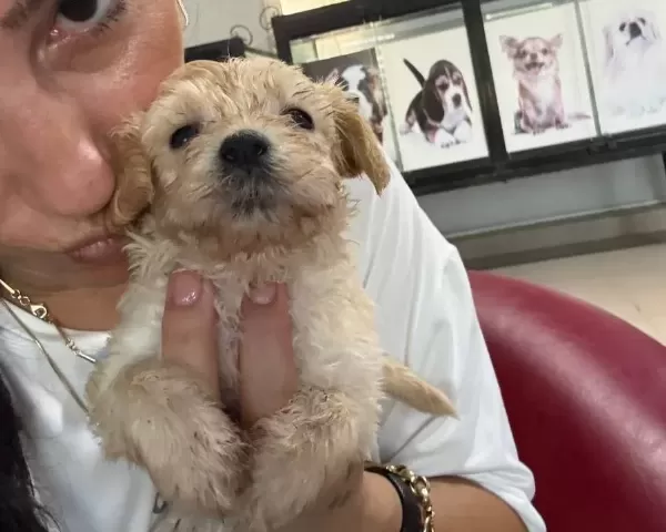 Maltipoo Yavrularım Sağlık Ve Garantilidir