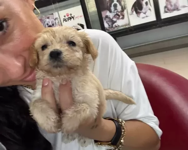 Maltipoo Yavrularım Sağlık Ve Garantilidir