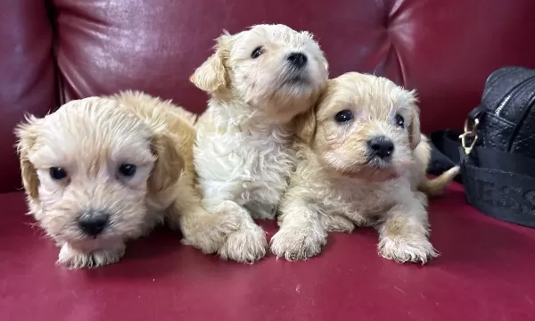 Maltipoo Yavrularım Sağlık Ve Garantilidir