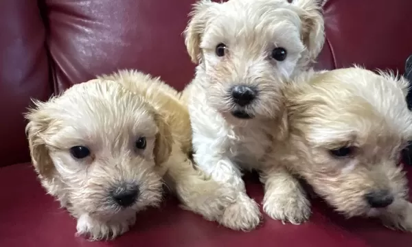 Maltipoo Yavrularım Sağlık Ve Garantilidir