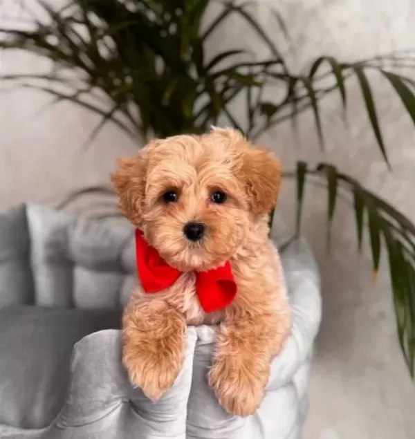Kahve Tonlu Malti̇poo Ci̇nsi̇ Yavrular