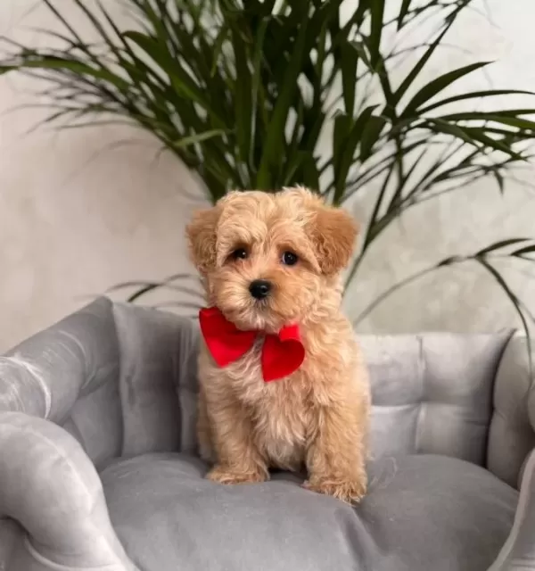 Kahve Tonlu Malti̇poo Ci̇nsi̇ Yavrular
