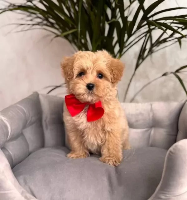 Kahve Tonlu Malti̇poo Ci̇nsi̇ Yavrular