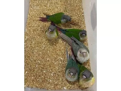 Yeme Yeni Düşmüş Konur Papağani Evcil