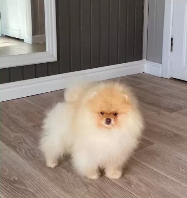 Show Kalite Fcı Export Sçr Belgeli Safkan Pomeranian Yavrulr