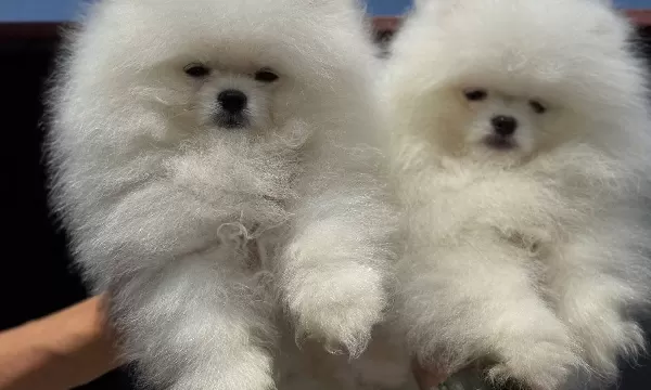 Show Kalite Fcı Export Sçr Belgeli Safkan Pomeranian Yavrulr
