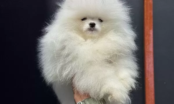 Show Kalite Fcı Export Sçr Belgeli Safkan Pomeranian Yavrulr