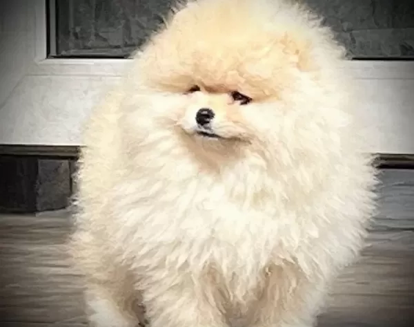 Show Kalite Fcı Export Sçr Belgeli Safkan Pomeranian Yavrulr