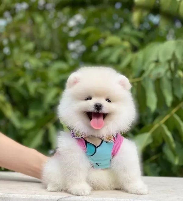 Pomerani̇an Boo Yavrularimiz Karşinizda