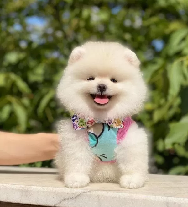 Pomerani̇an Boo Yavrularimiz Karşinizda